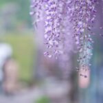 🎏2025年5月　ご予約状況＆サロン休業日のお知らせ🎏（5/8更新）